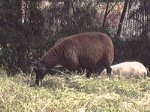 Een zwart schaap, blakend van gezondheid, grazend bij de Spijkenisse brug.